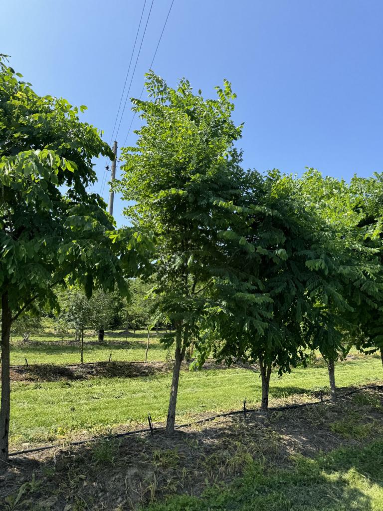 Gymnocladus dioica