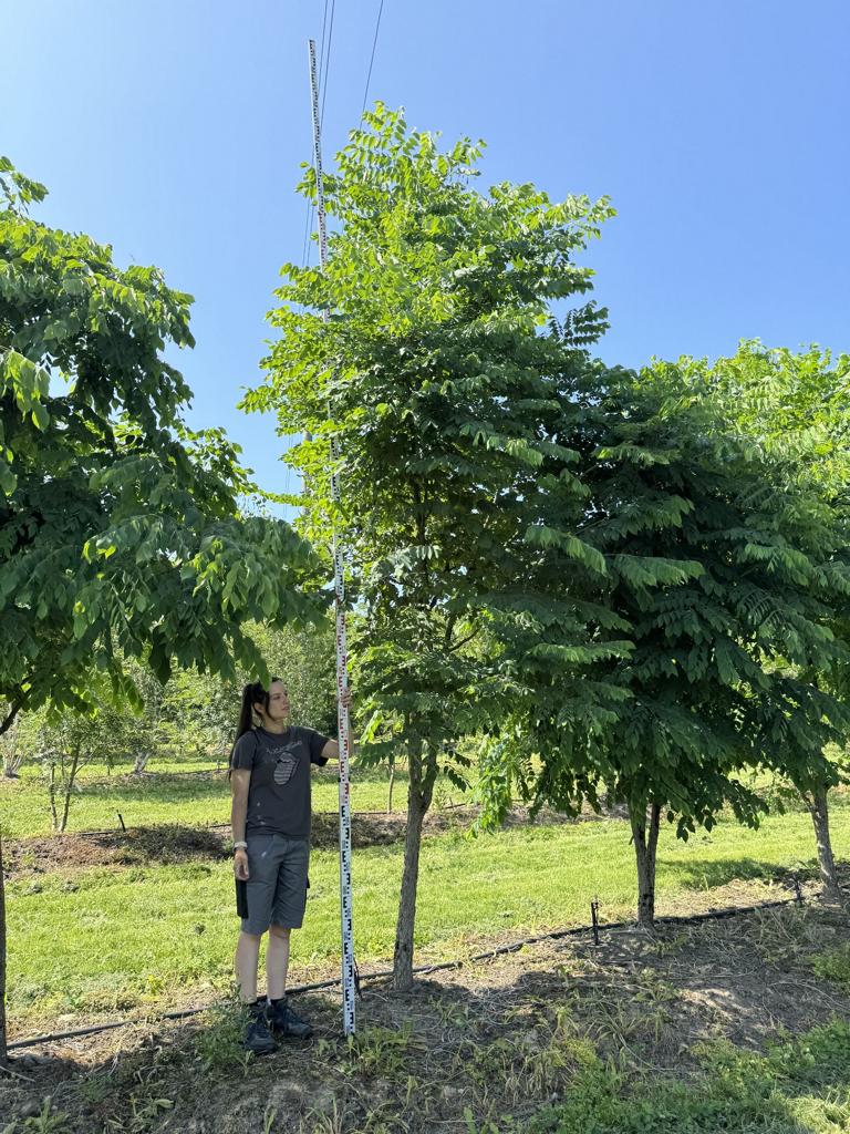 Gymnocladus dioica