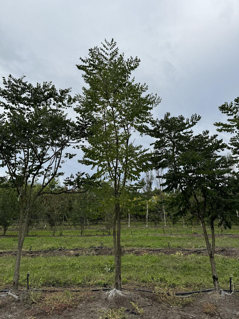 Gymnocladus dioica