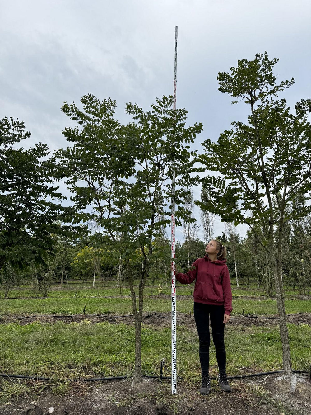 Gymnocladus dioica