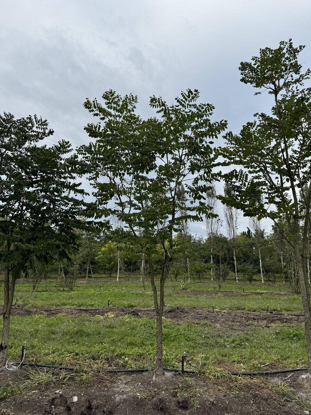 Gymnocladus dioica