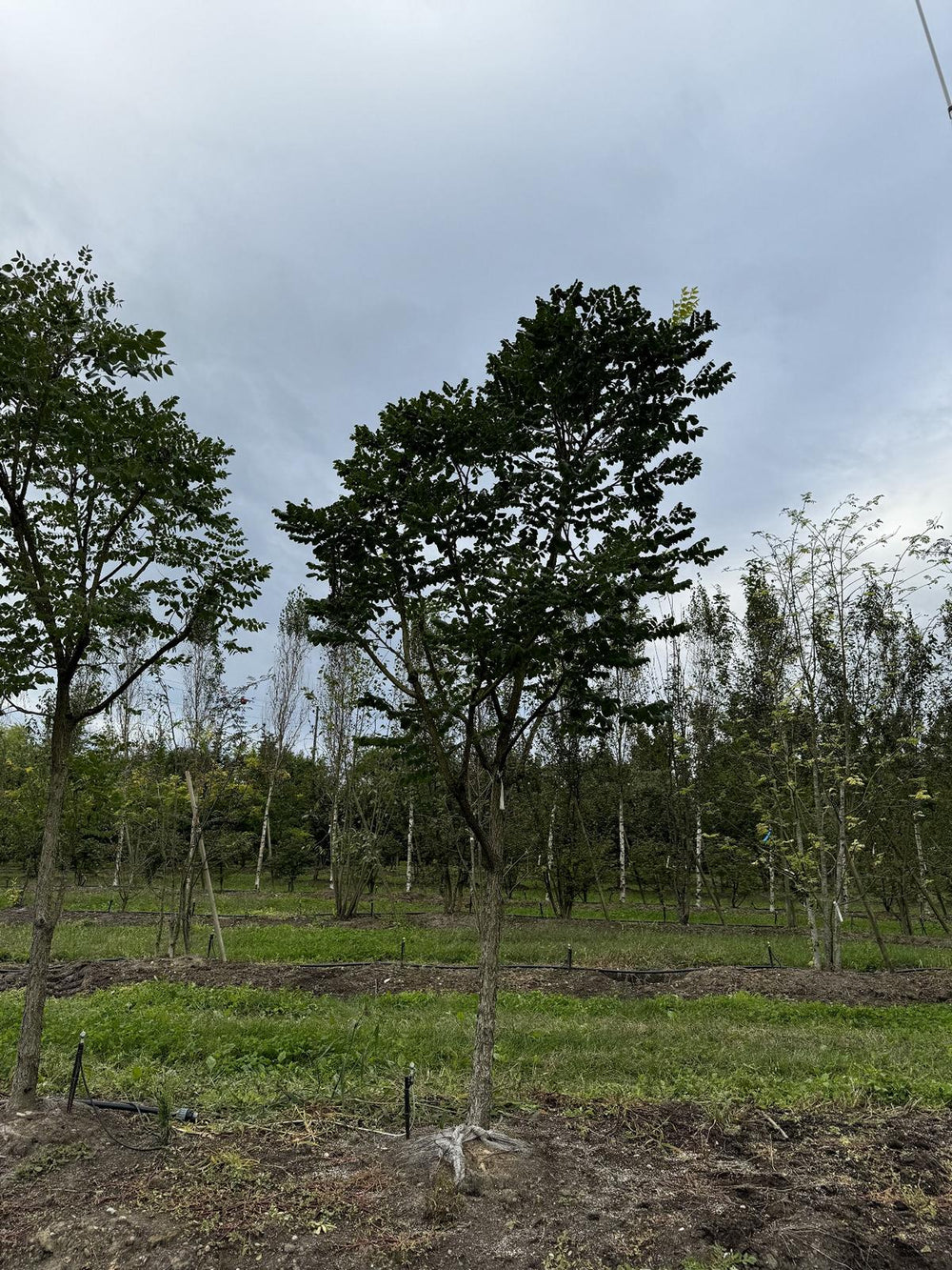 Gymnocladus dioica