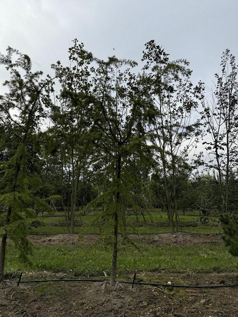 Pseudolarix amabilis