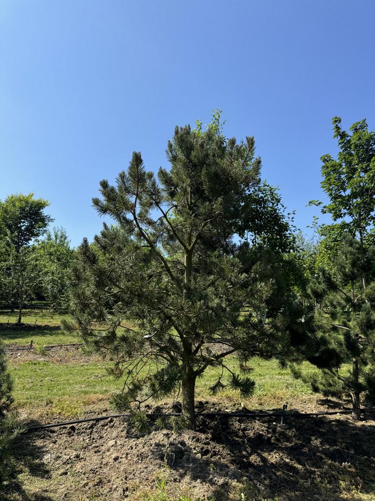 Pinus mugo