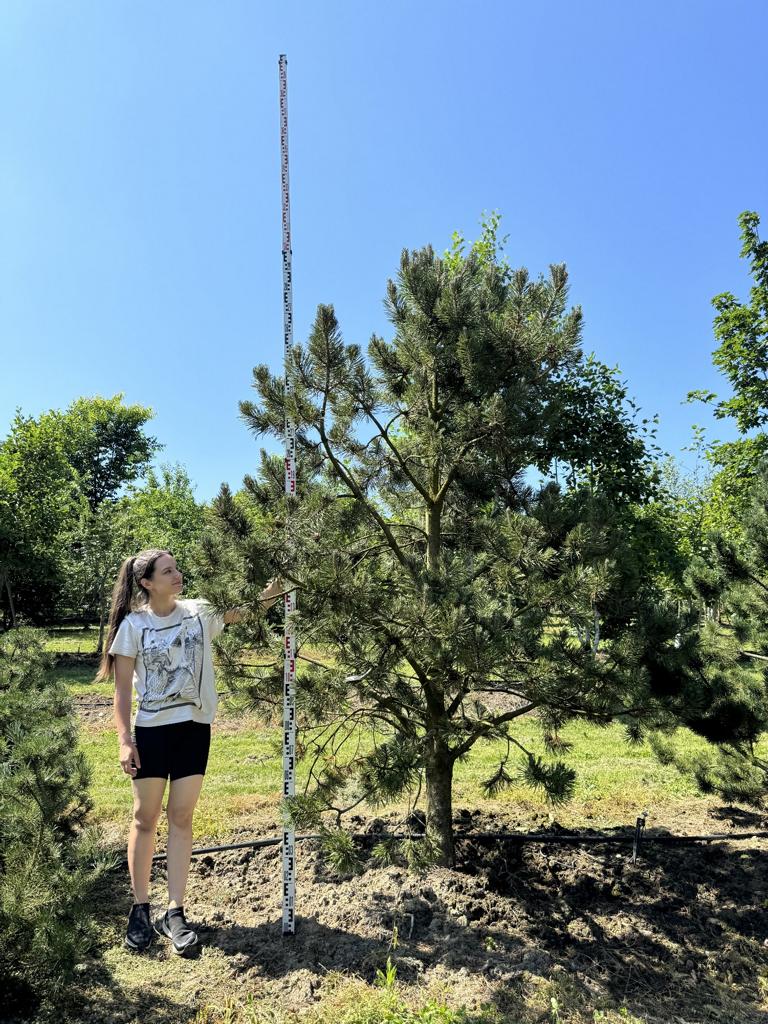 Pinus mugo