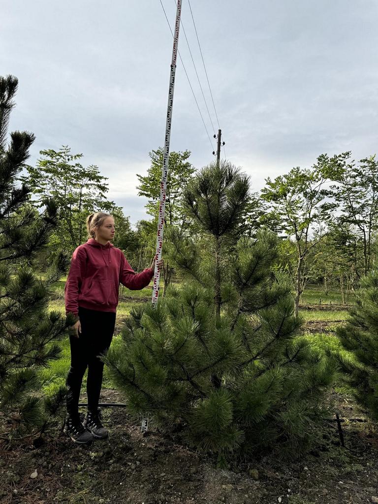Pinus mugo