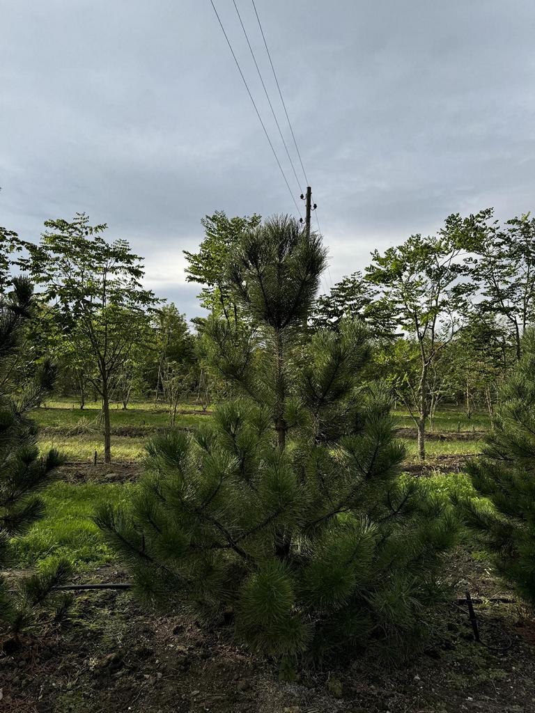 Pinus mugo