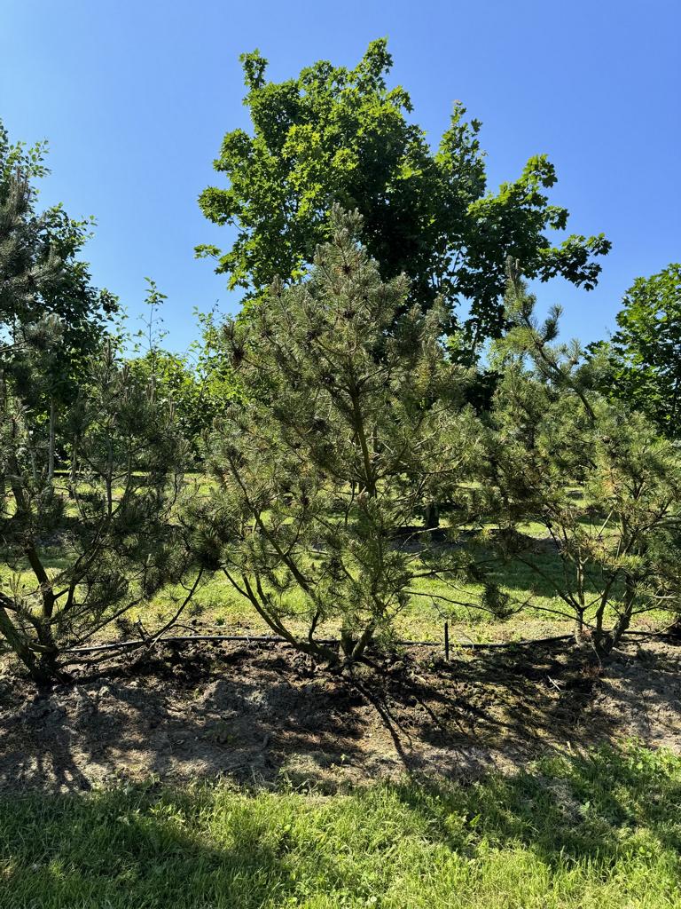 Pinus mugo