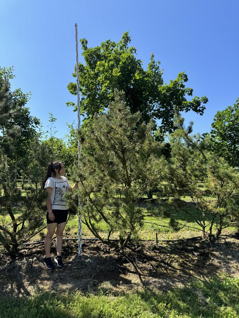 Pinus mugo