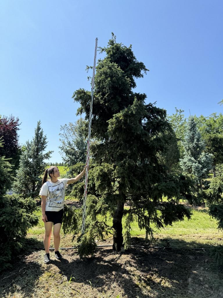 Picea abies 'Ohlendorffii'
