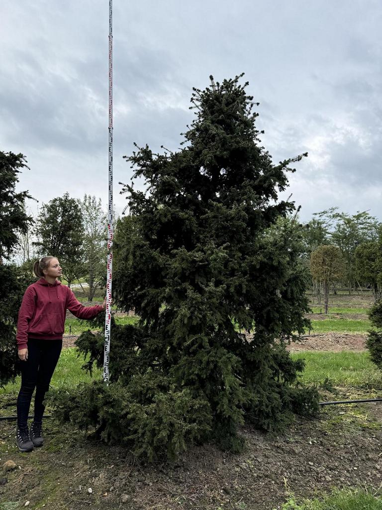 Picea abies 'Ohlendorffii'