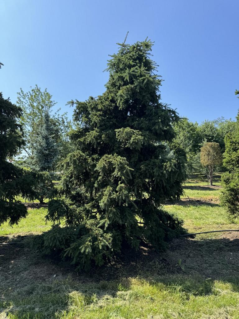 Picea abies 'Ohlendorffii'