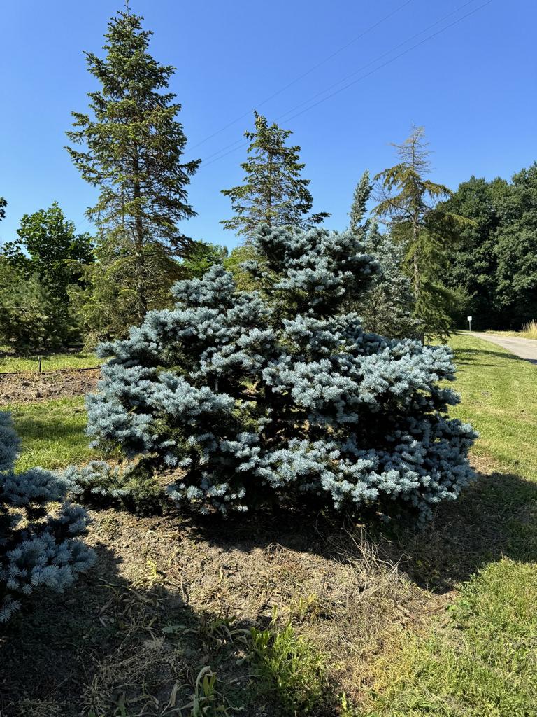 Picea pungens 'Glauca Globosa'