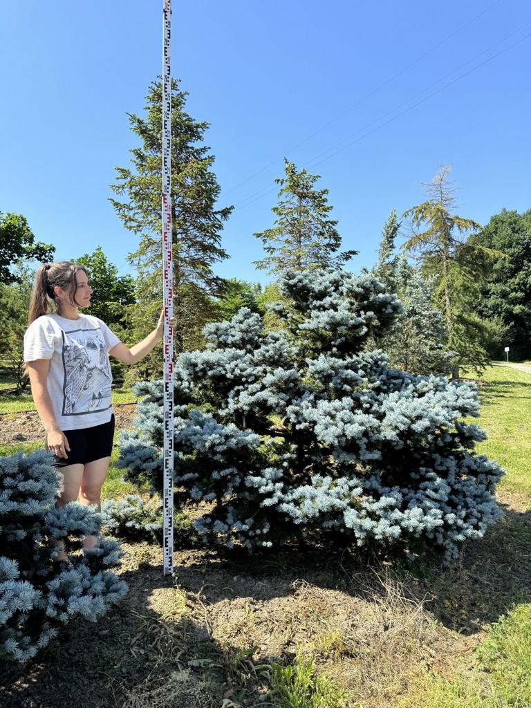 Picea pungens 'Glauca Globosa'
