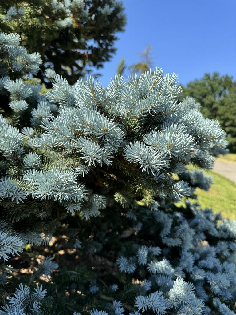Picea pungens 'Glauca Globosa'