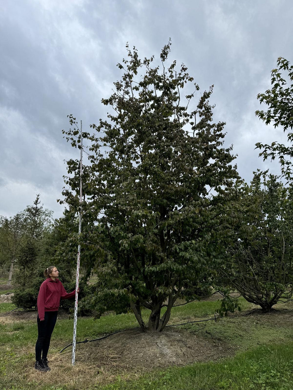 Parrotia persica