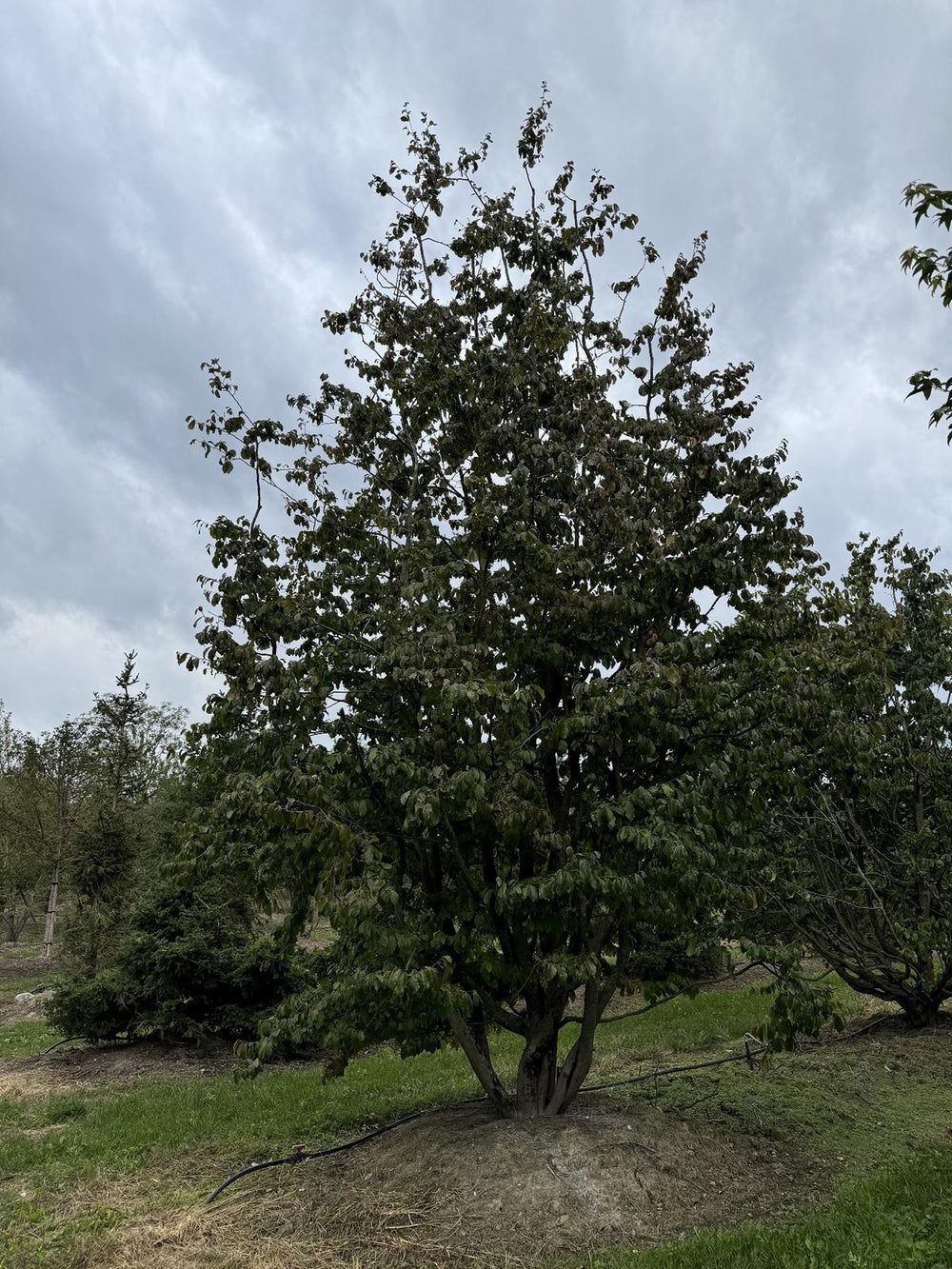 Parrotia persica