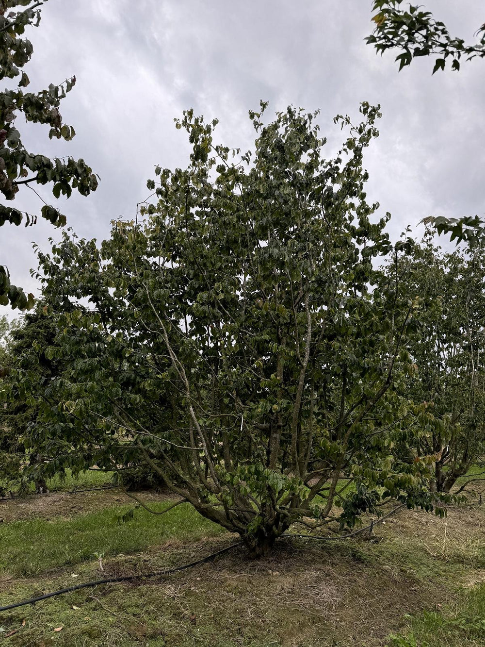 Parrotia persica