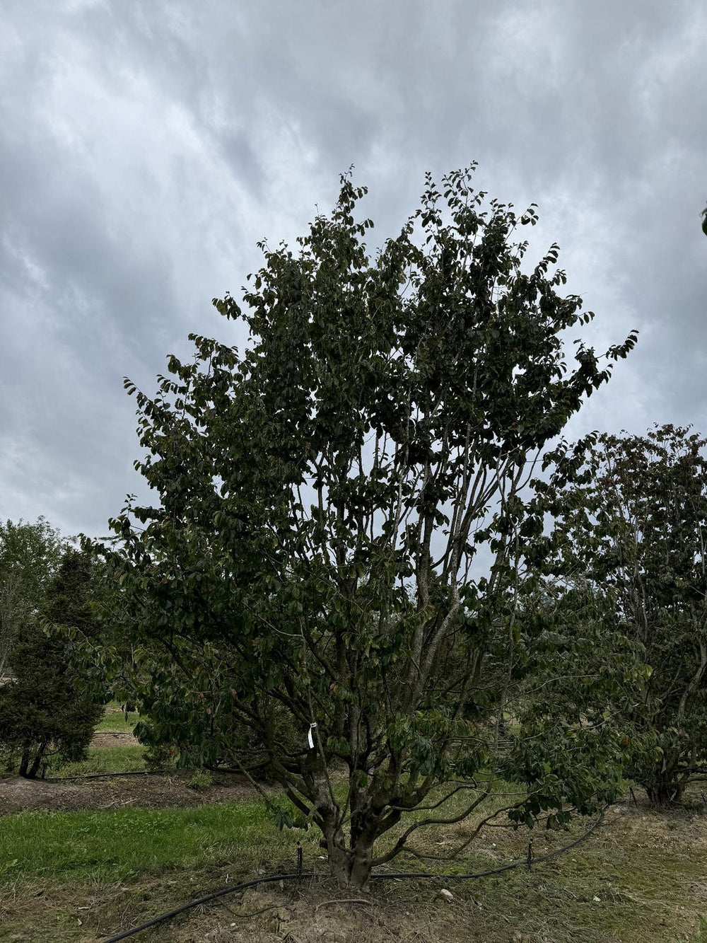 Parrotia persica