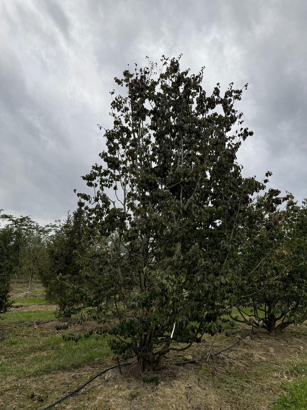 Parrotia persica