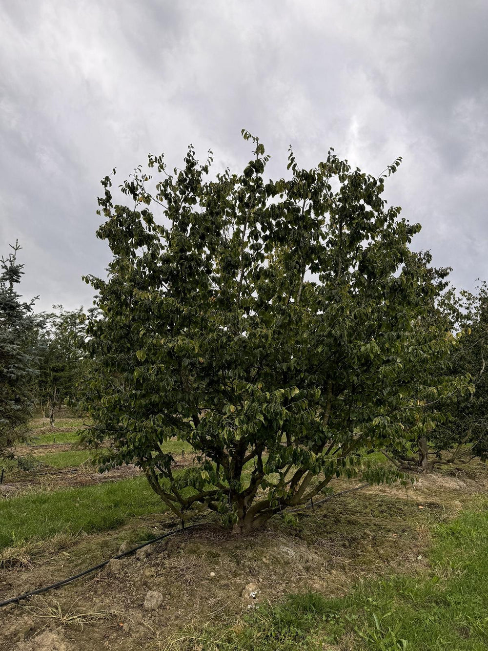 Parrotia persica