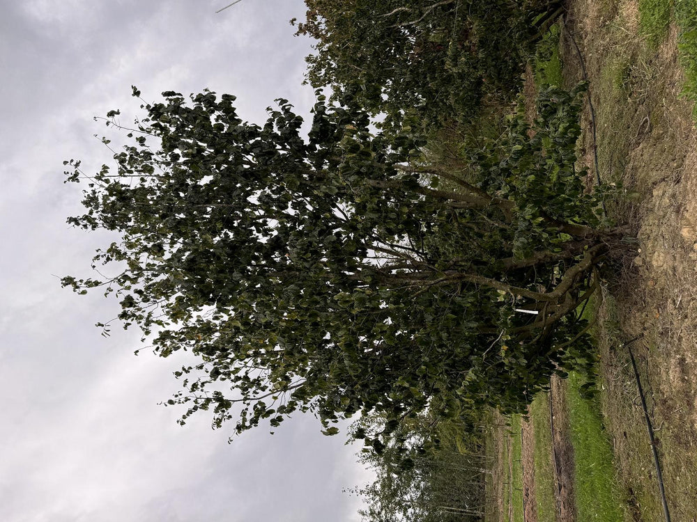 Parrotia persica