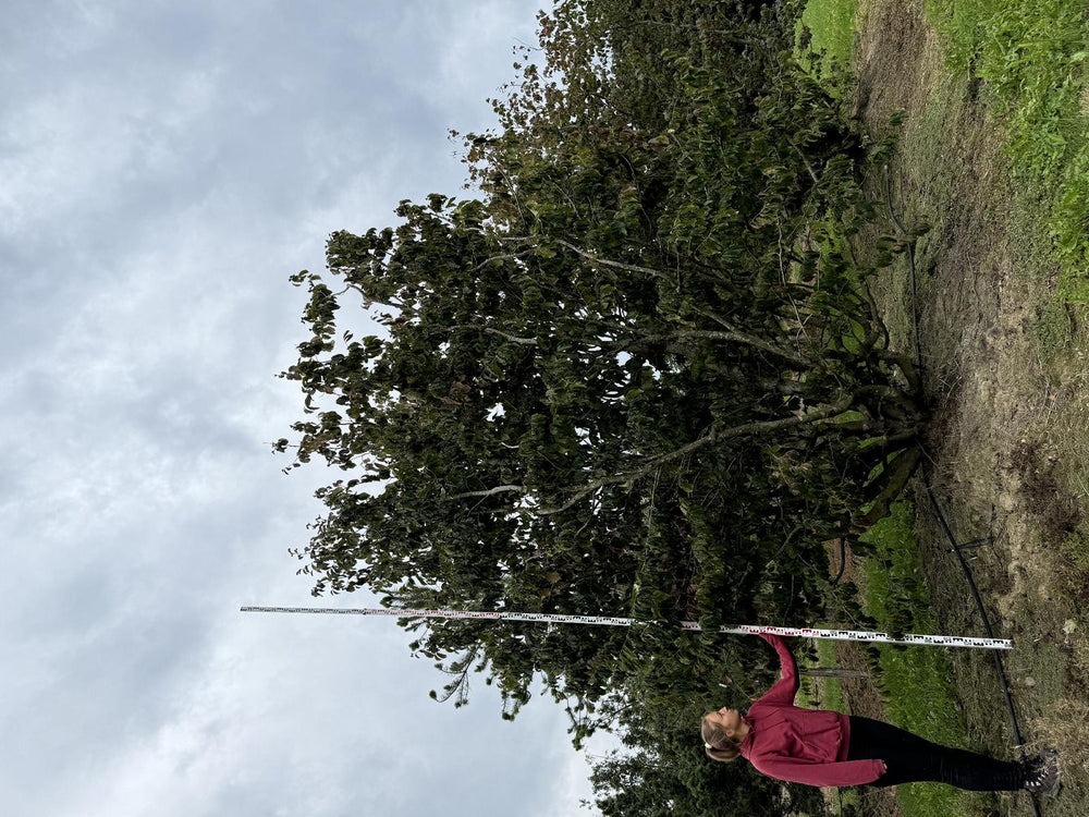 Parrotia persica