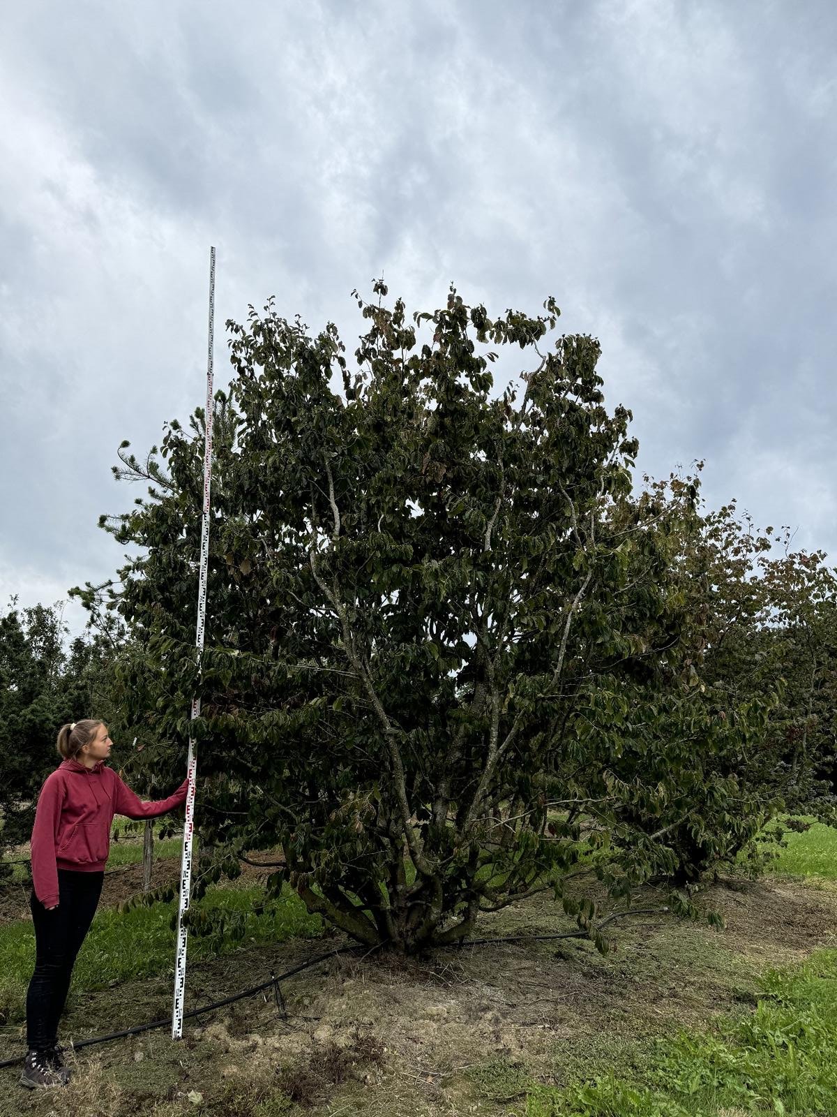 Parrotia persica