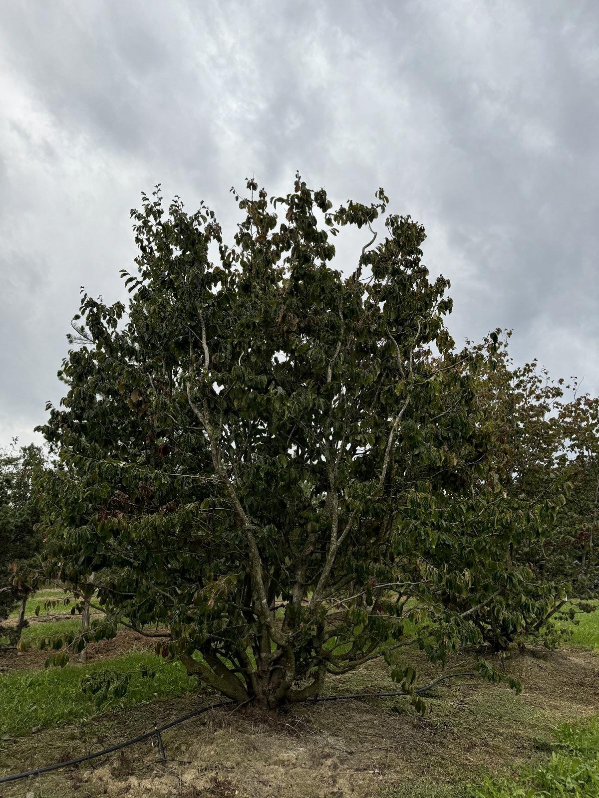 Parrotia persica