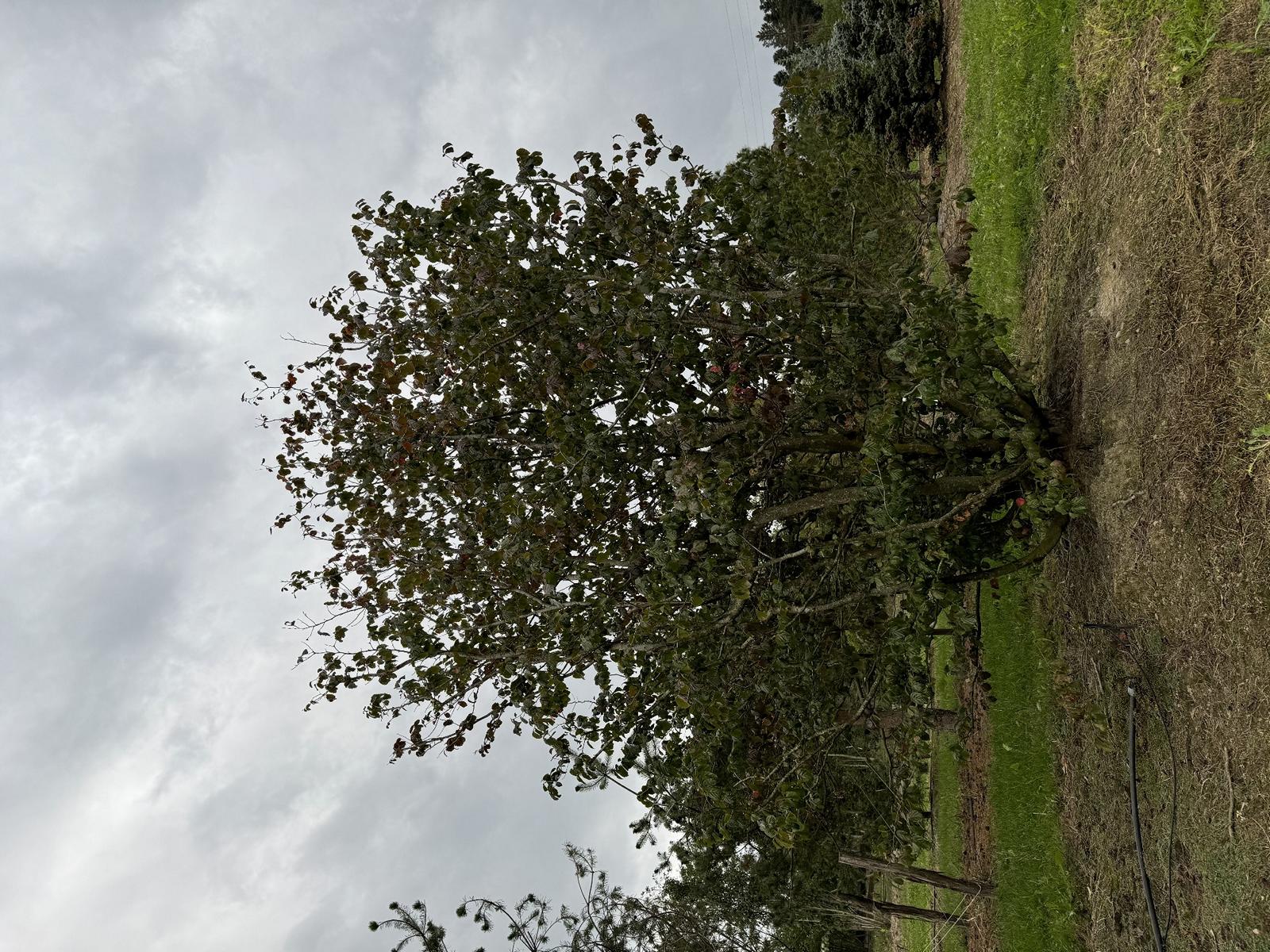 Parrotia persica