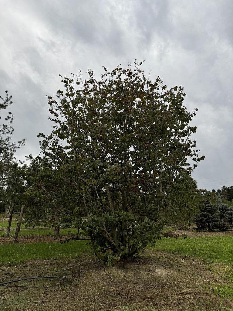 Parrotia persica