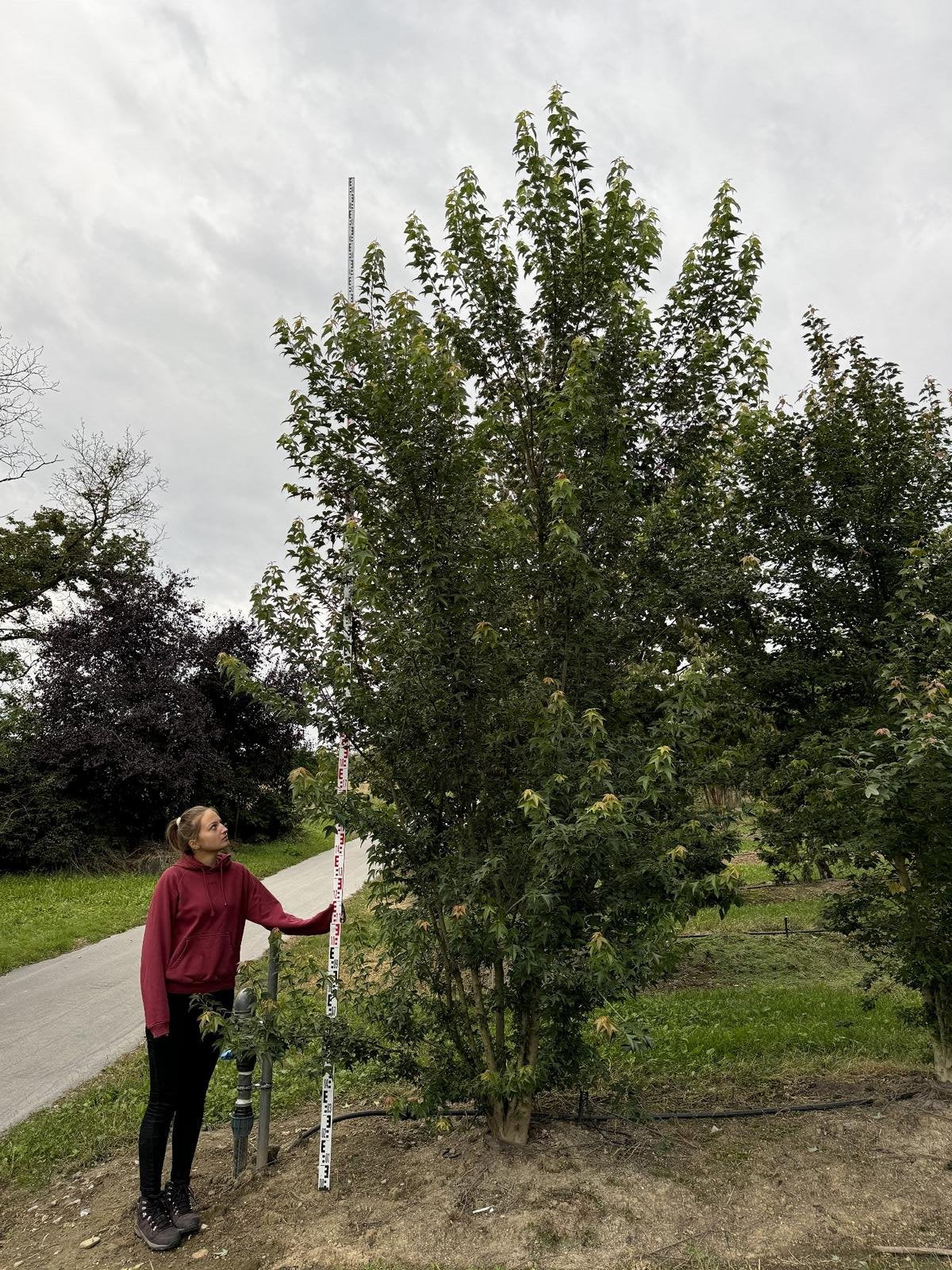 Acer buergerianum