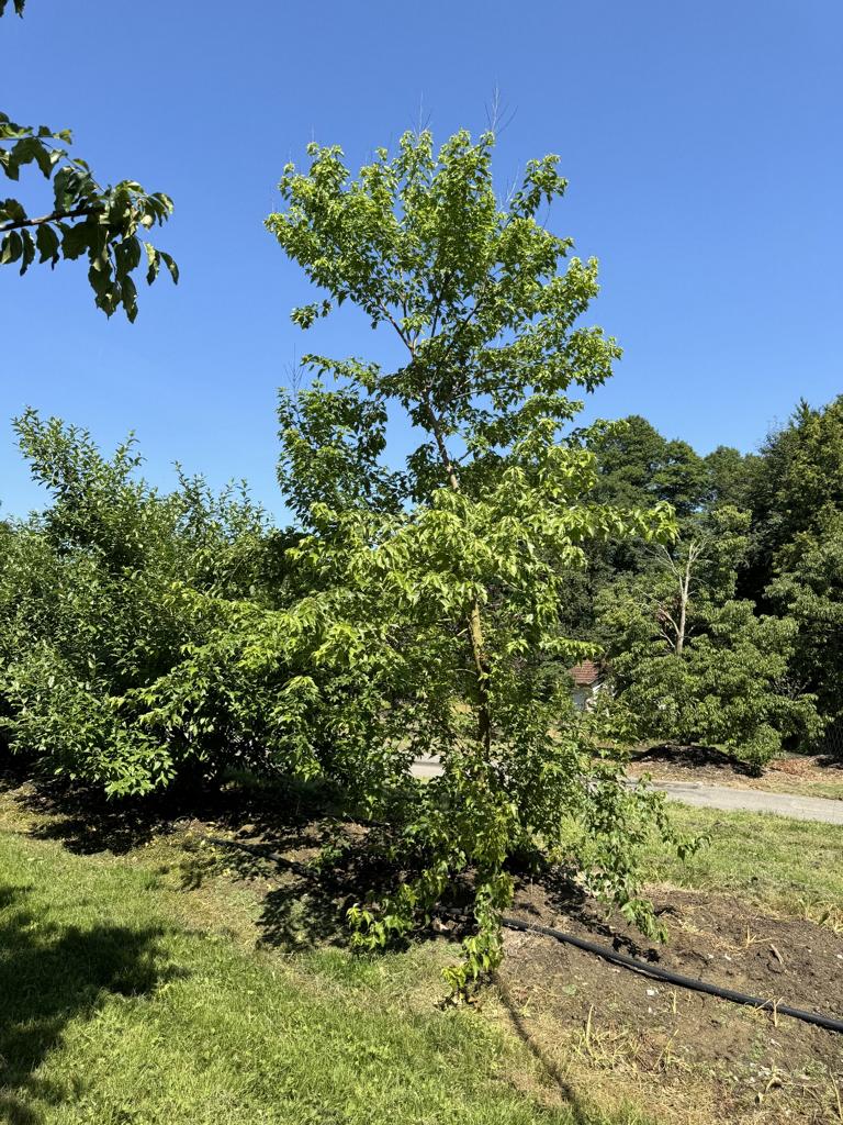 Acer buergerianum