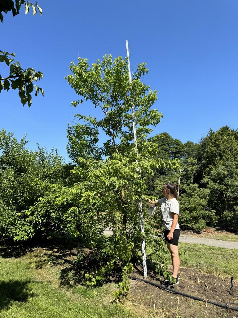 Acer buergerianum