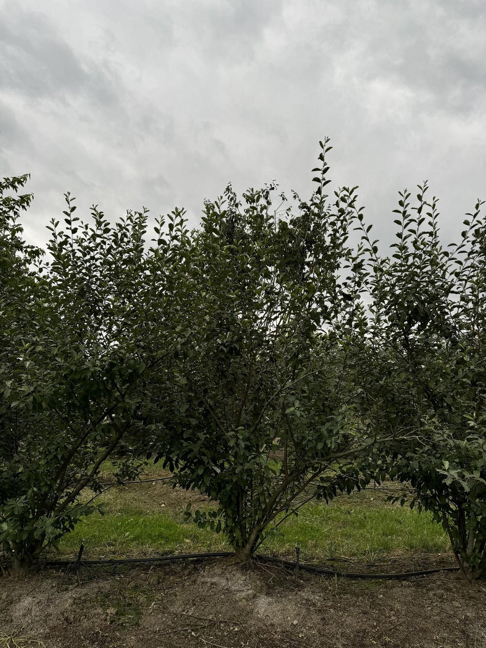 Elaeagnus commutata