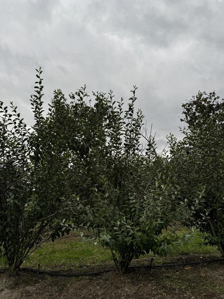 Elaeagnus commutata