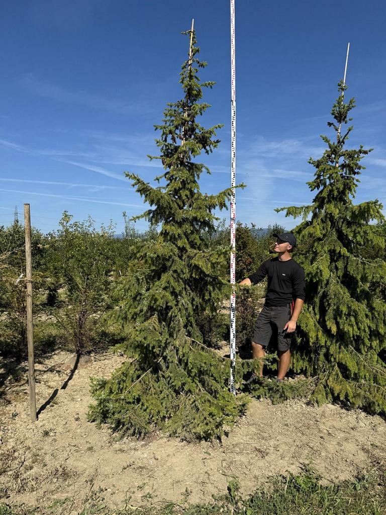 Picea omorika