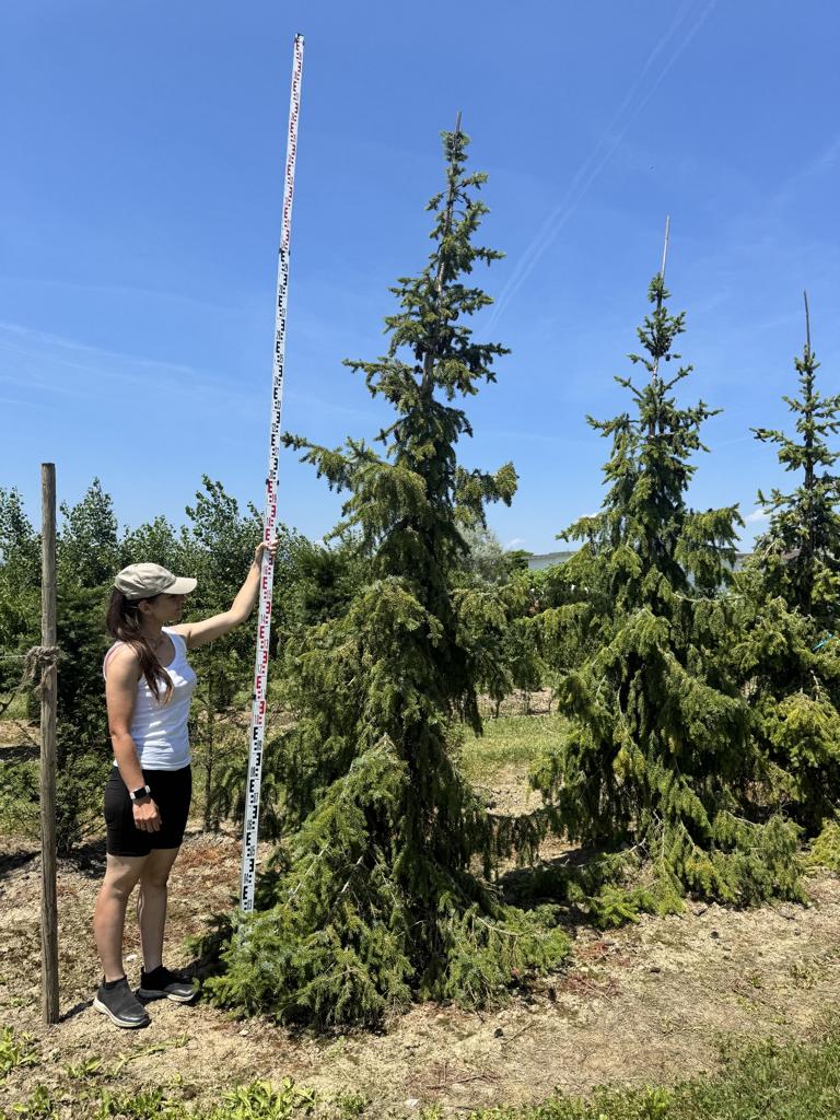 Picea omorika