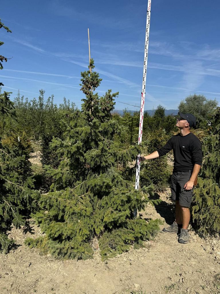 Picea omorika