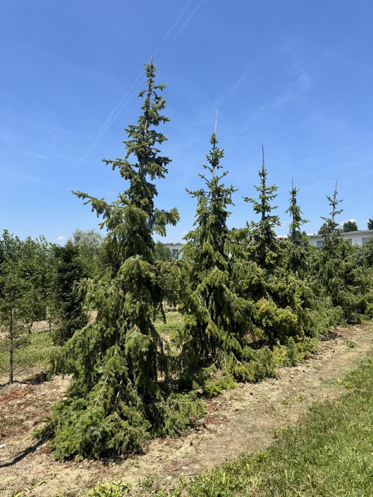 Picea omorika