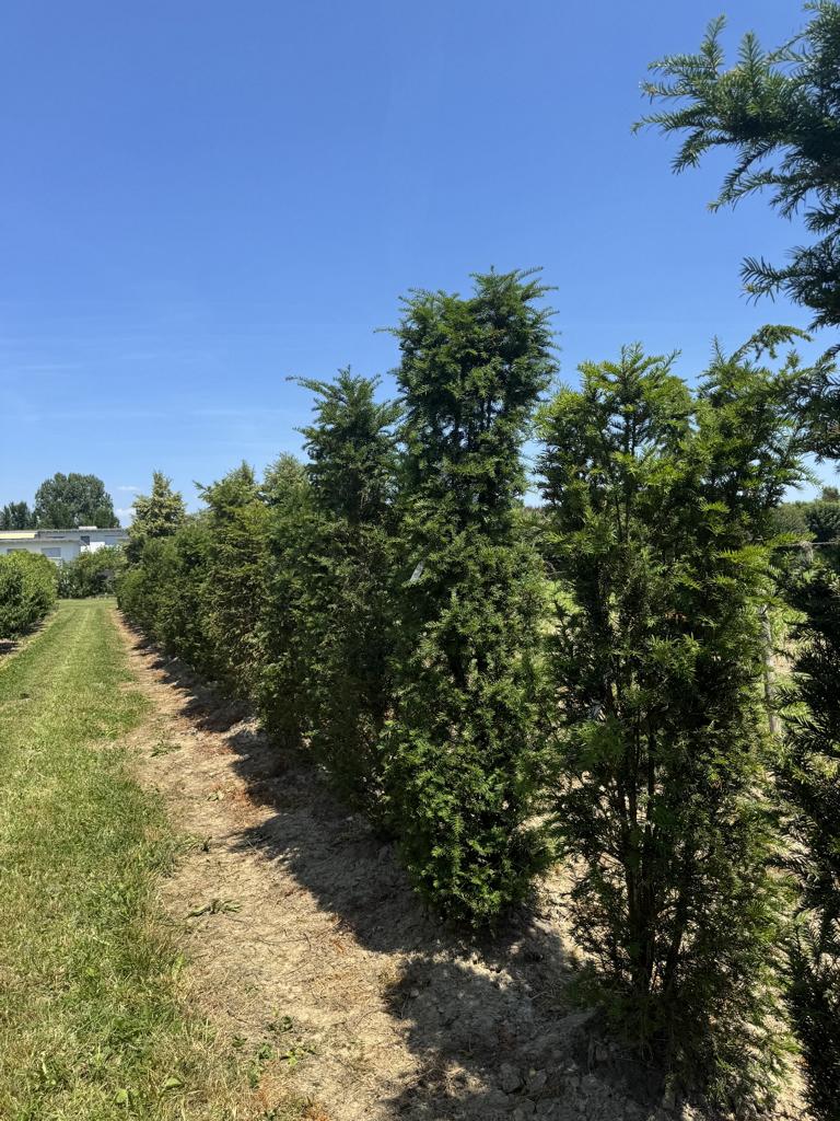Taxus baccata