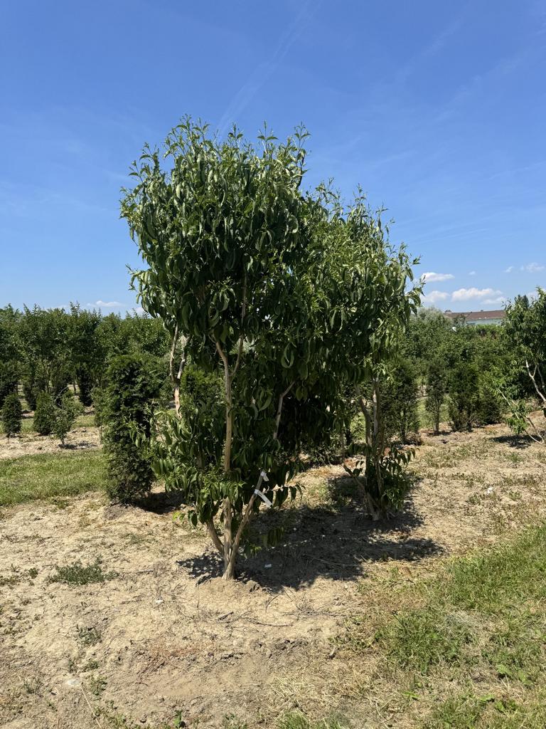 Heptacodium miconioides