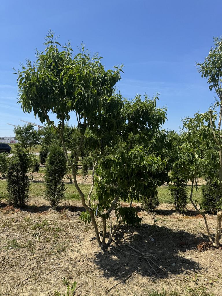 Heptacodium miconioides