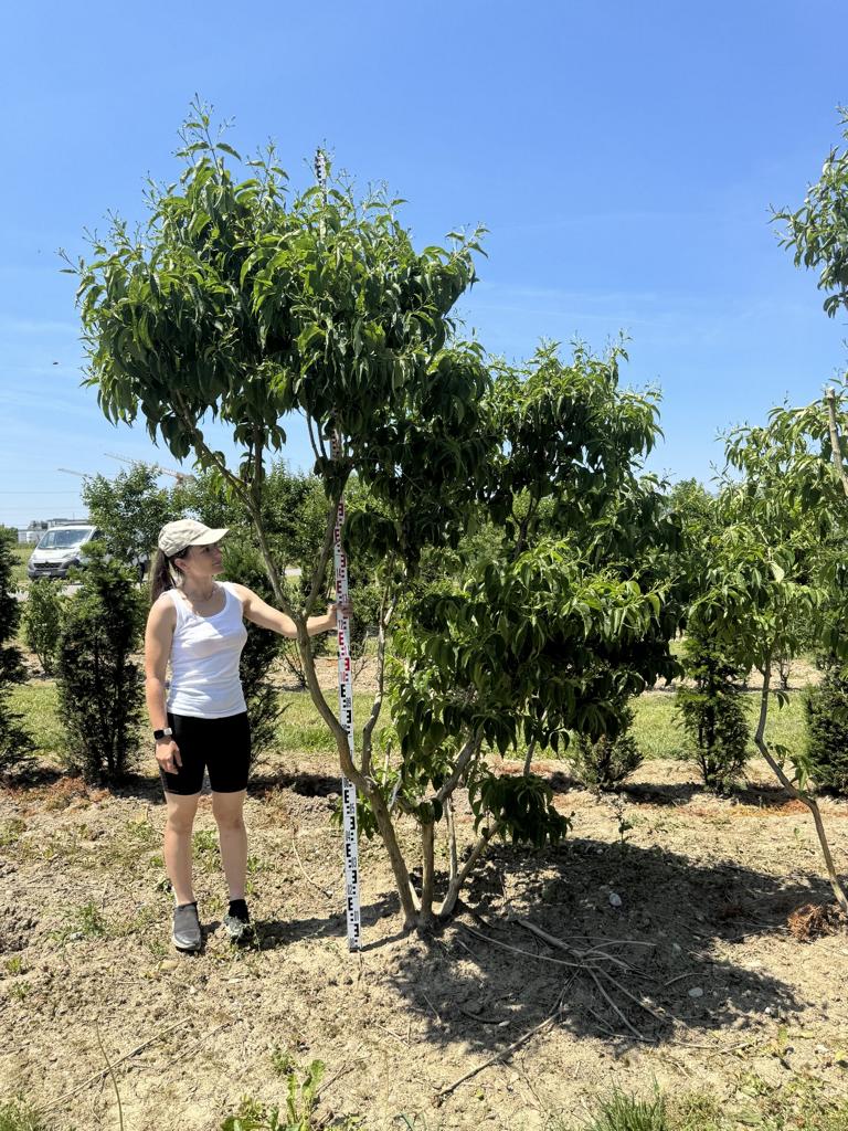 Heptacodium miconioides