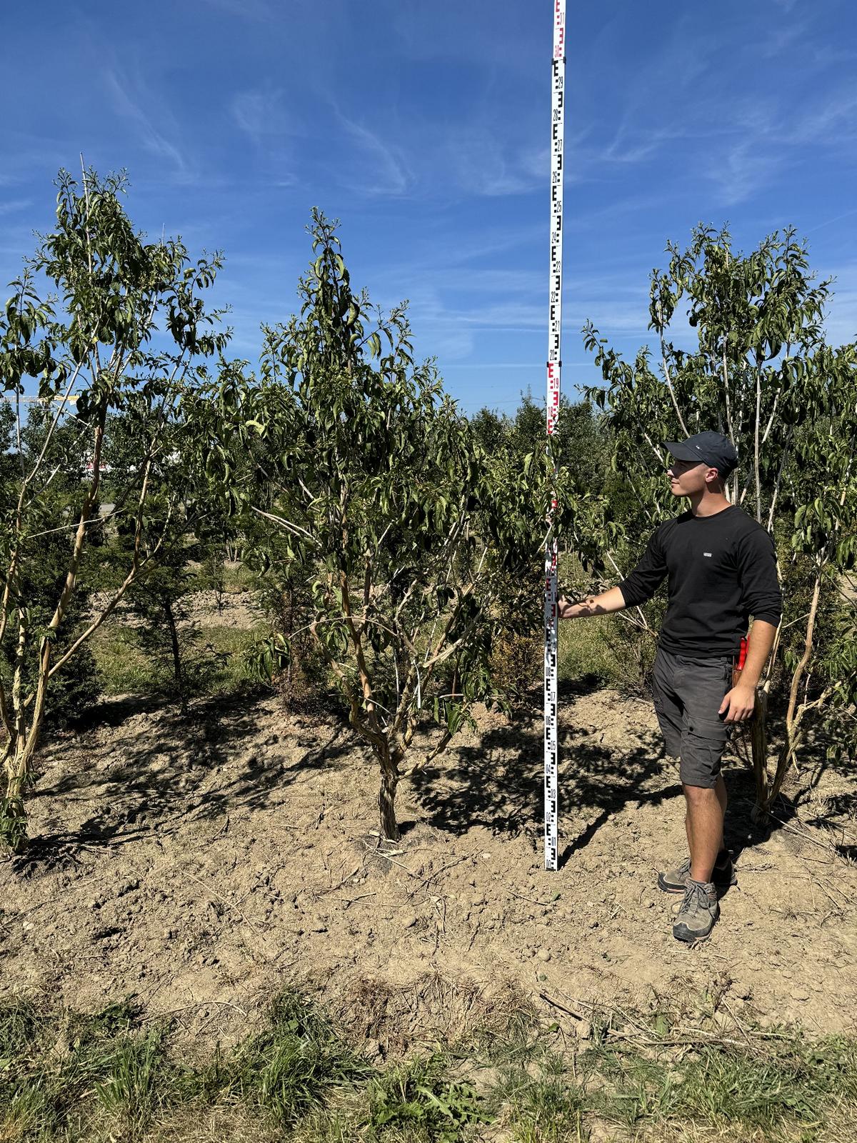 Heptacodium miconioides