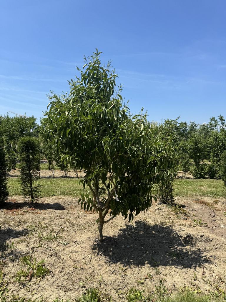 Heptacodium miconioides