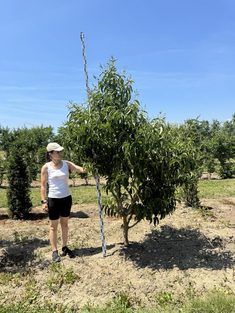 Heptacodium miconioides