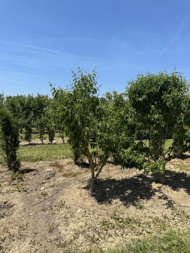 Heptacodium miconioides