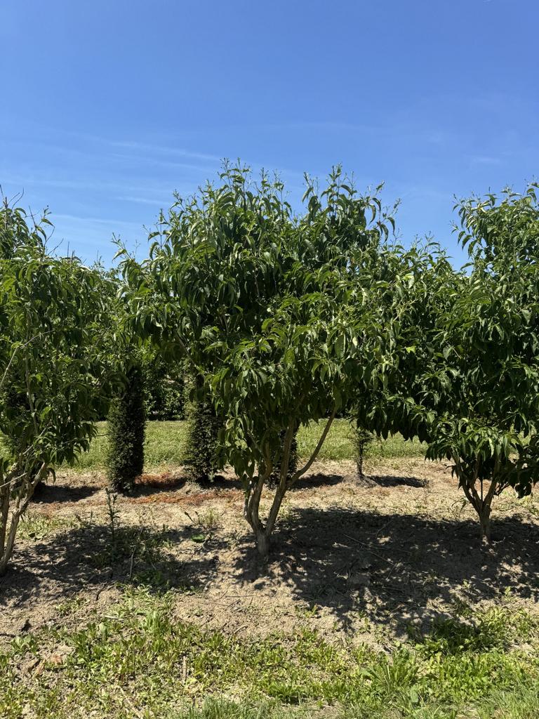 Heptacodium miconioides