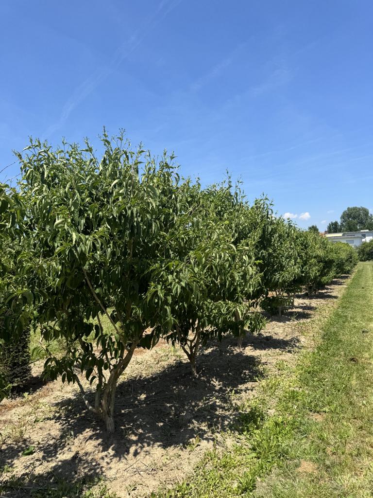 Heptacodium miconioides